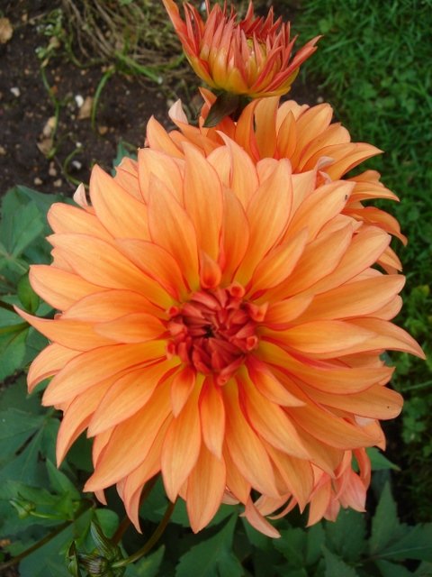 Dahlia x 'Automne Fairy'